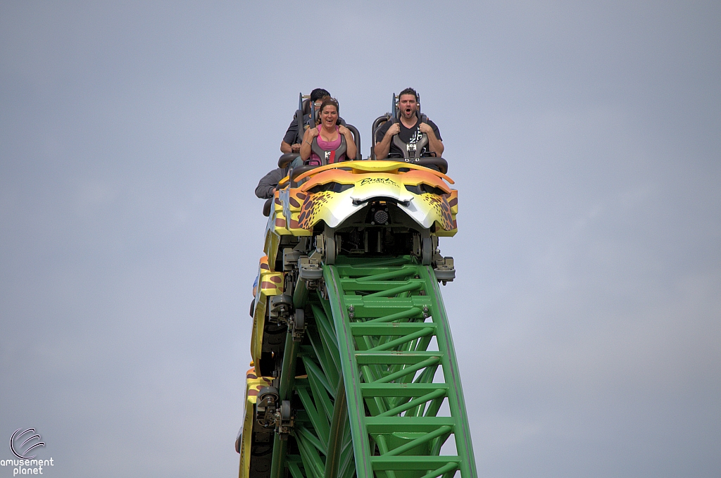 Cheetah Hunt