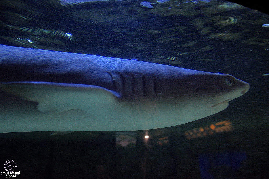 Children's Aquarium at Fair Park