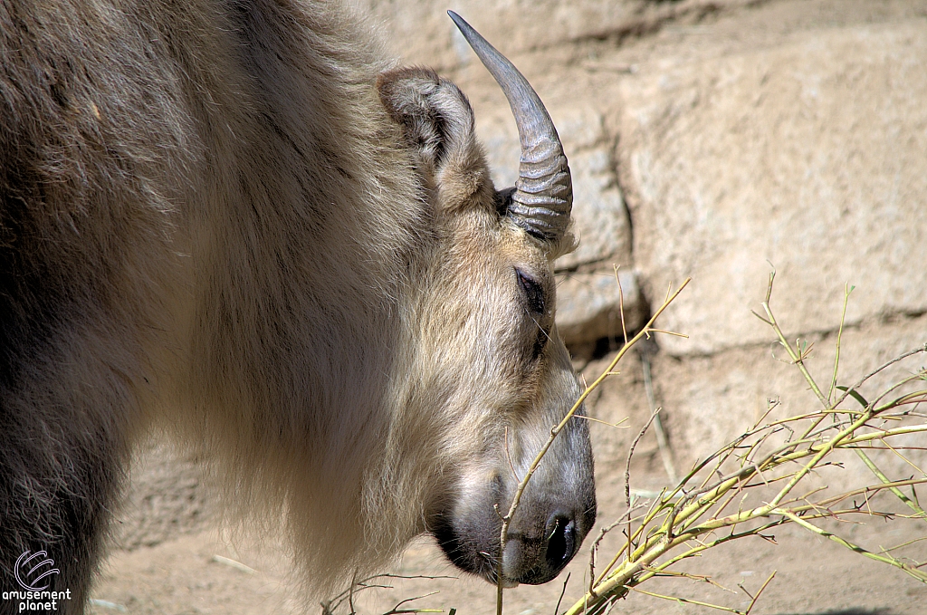 San Diego Zoo