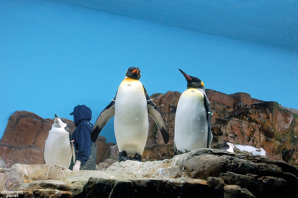 Penguin Encounter