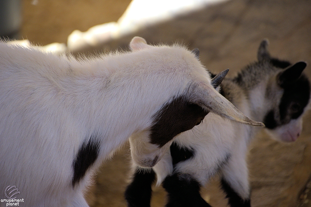 Chicldren's Health Barnyard