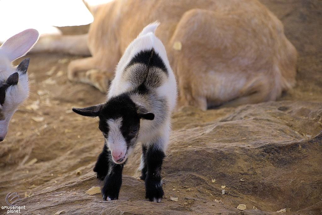 Chicldren's Health Barnyard