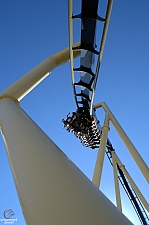 Montu