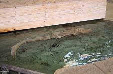 Children's Aquarium at Fair Park