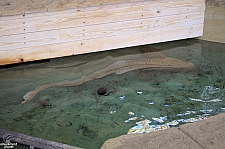 Children's Aquarium at Fair Park