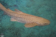 Children's Aquarium at Fair Park