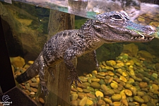 Children's Aquarium at Fair Park