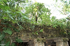 Rainforest Pyramid