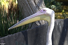 San Diego Zoo