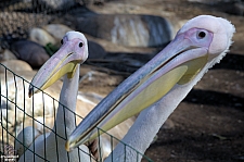 San Diego Zoo